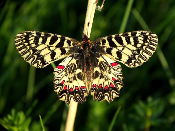 Wie Sie Schmetterlingen helfen können zu überleben