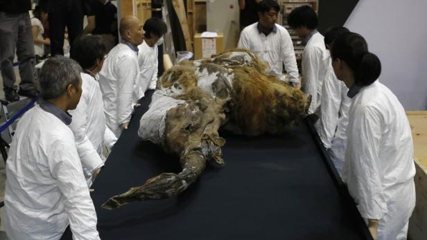 Wissenschaftler untersuchen den gefrorenen Kadaver eines Wollhaarmammuts.