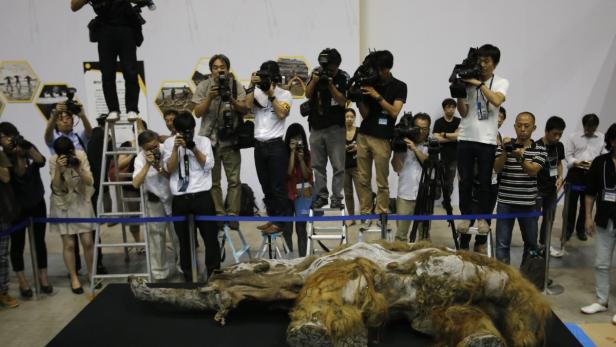 Journalisten fotografieren das Fell eines Mammuts auf einer Ausstellung.