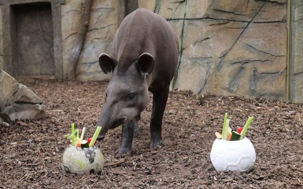 Ein Tapir steht hinter aufgeschnittenen Fußbällen, die mit Obst und Gemüse gefüllt sind.