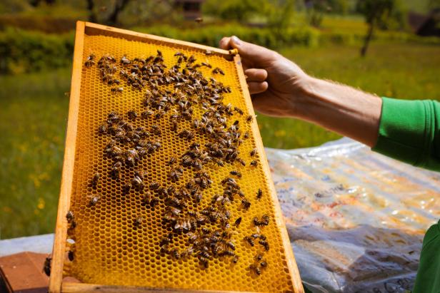 Ein Imker hält eine Wabe voller Bienen in der Hand.