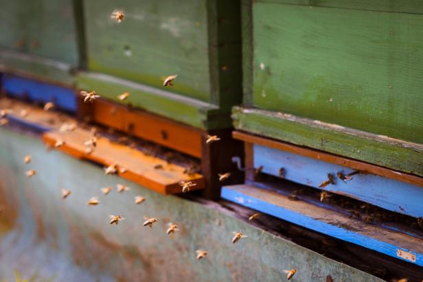 Zahlreiche Bienen fliegen vor einem Bienenstock umher.