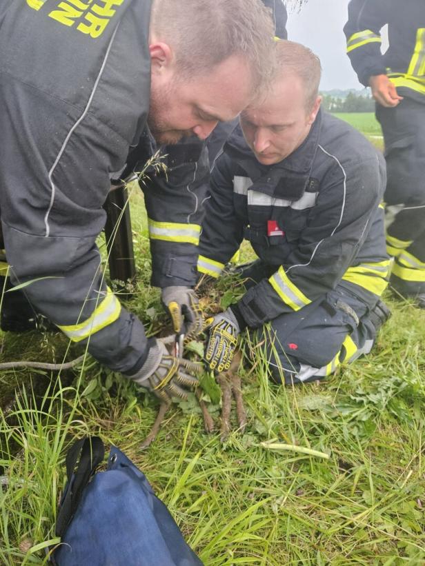 NÖ: Feuerwehr rettete Rehkitz aus tödlicher Falle