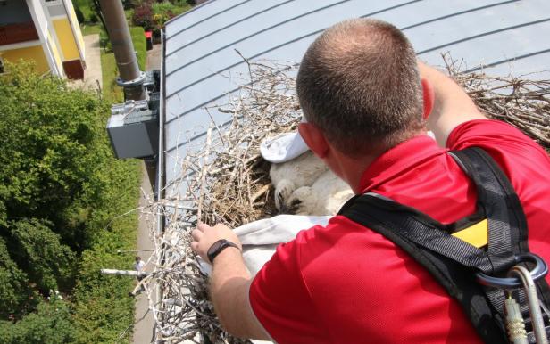 Drama um Störche in NÖ: Warum drei Küken aus dem Nest geholt wurden