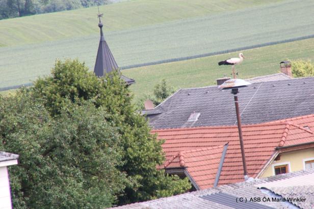 Drama um Störche in NÖ: Warum drei Küken aus dem Nest geholt wurden