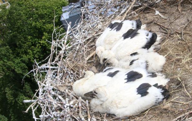 Drama um Störche in NÖ: Warum drei Küken aus dem Nest geholt wurden