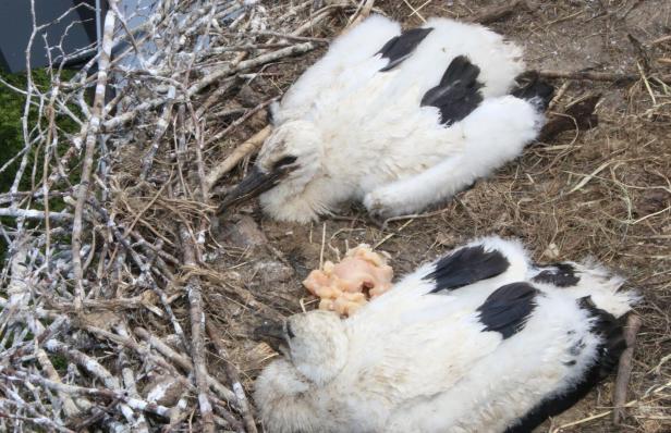 Drama um Störche in NÖ: Warum drei Küken aus dem Nest geholt wurden