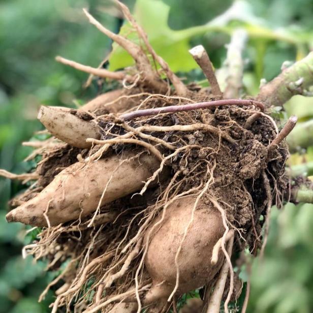 Eine frisch geerntete Süßkartoffelpflanze mit Erde und Wurzeln.