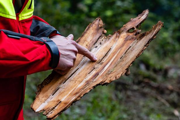 Alarmbereitschaft im Wald: Borkenkäfer legten heuer Frühstart hin
