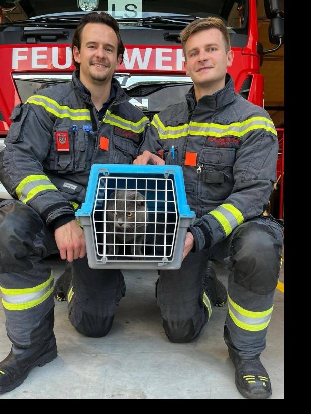 Katze steckte neben Gleisen fest: Wiener Linien stoppen U-Bahn