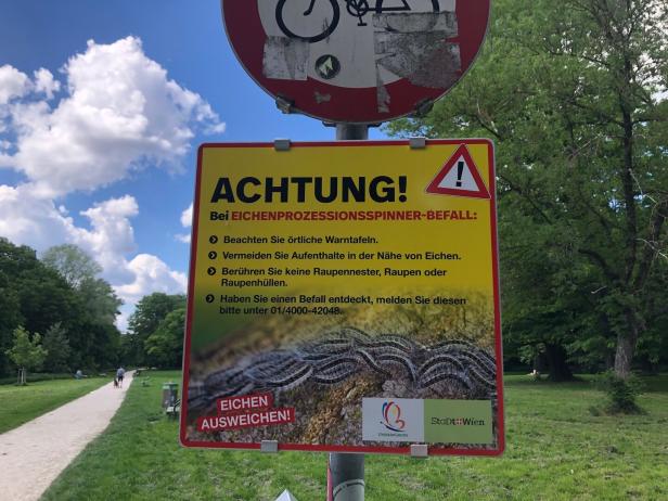 Eichenprozessionsspinner in Wien: Welche Bäume behandelt werden und warum