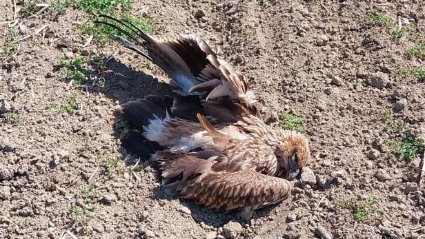 Illegal getöteter Kaiseradler: GPS-Sender in die Donau geworfen