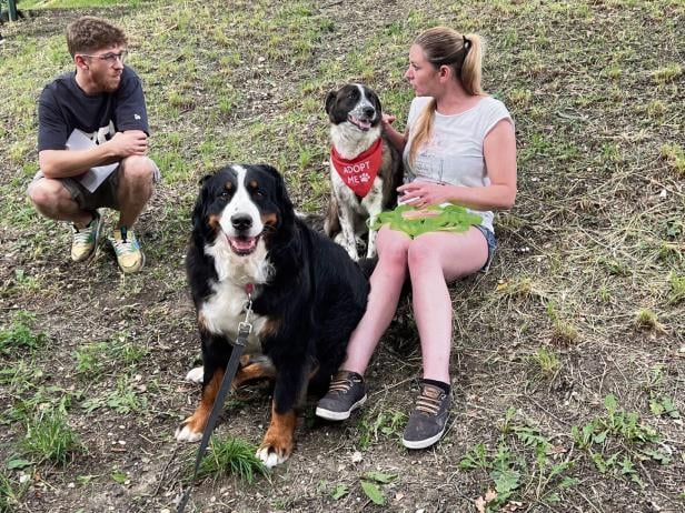 Hund sucht Mensch: Das erste Speed-Dating für Hunde in Wien