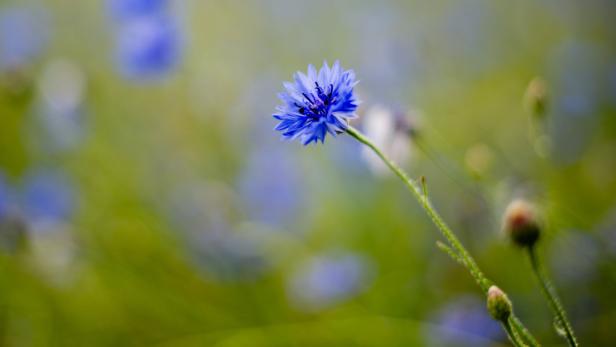 Im Dunstkreis der blauen Blüte