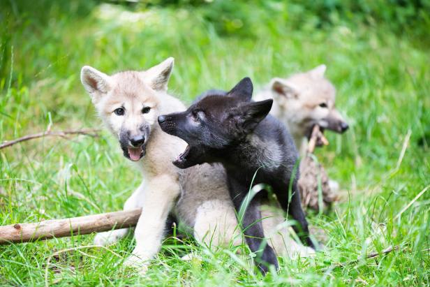 Drei Wolfswelpen werden im Forschungszentrum in NÖ aufgezogen