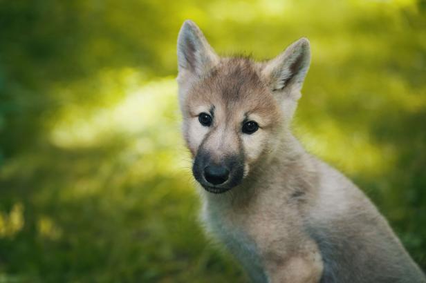 Drei Wolfswelpen werden im Forschungszentrum in NÖ aufgezogen