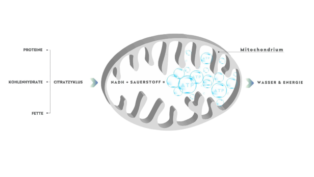 NADH: Schlüssel zur zellulären Vitalität