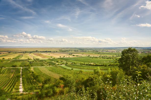 Der Blick von den Weinbergen über den großen Schilfgürtel hinunter zum See.