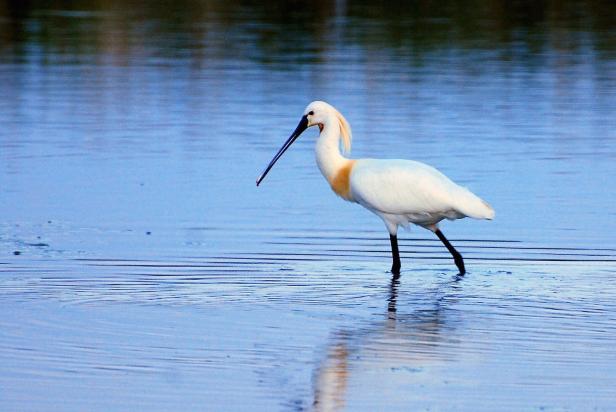An die 350 verschiedene Vogelarten wurden in der Region dokumentiert.
