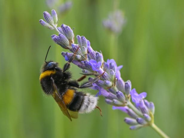 Eine Hummel klammert sich an einen Lavendelzweig.