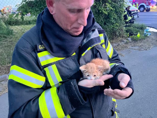 Bei Großbrand entdecktes Katzenbaby hat neues Zuhause gefunden