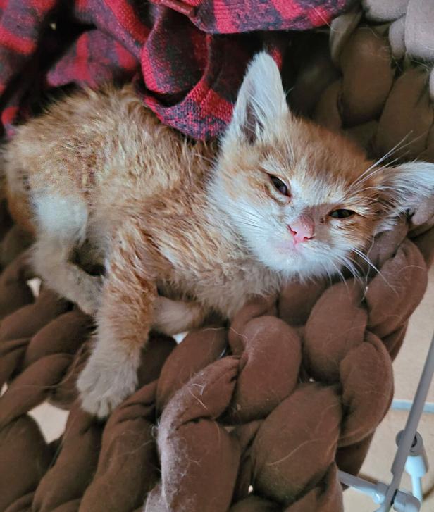 Bei Großbrand entdecktes Katzenbaby hat neues Zuhause gefunden