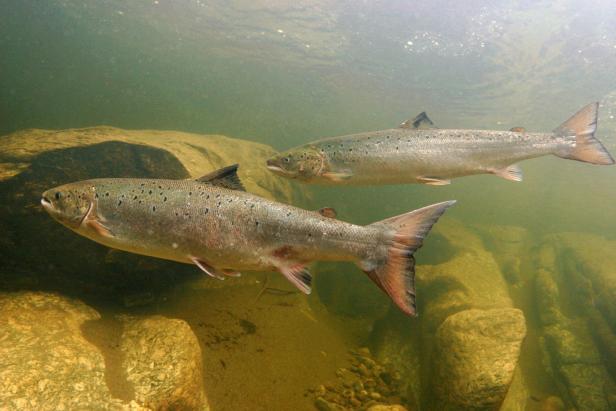 Atlantic salmon rest in a pool during spawning migration upstreams, in Namsen river tributary