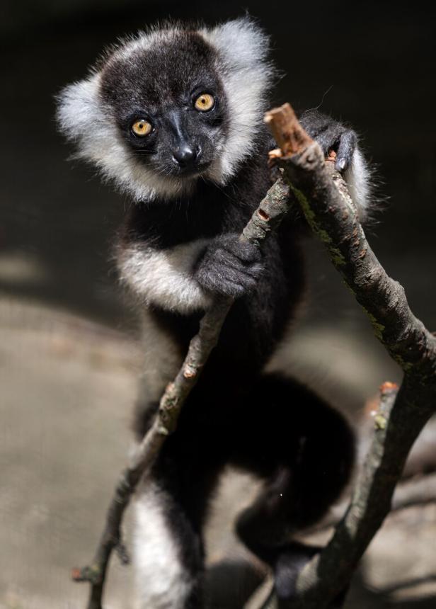 Vom Aussterben bedrohter Vari hat Nachwuchs im Zoo Schmiding