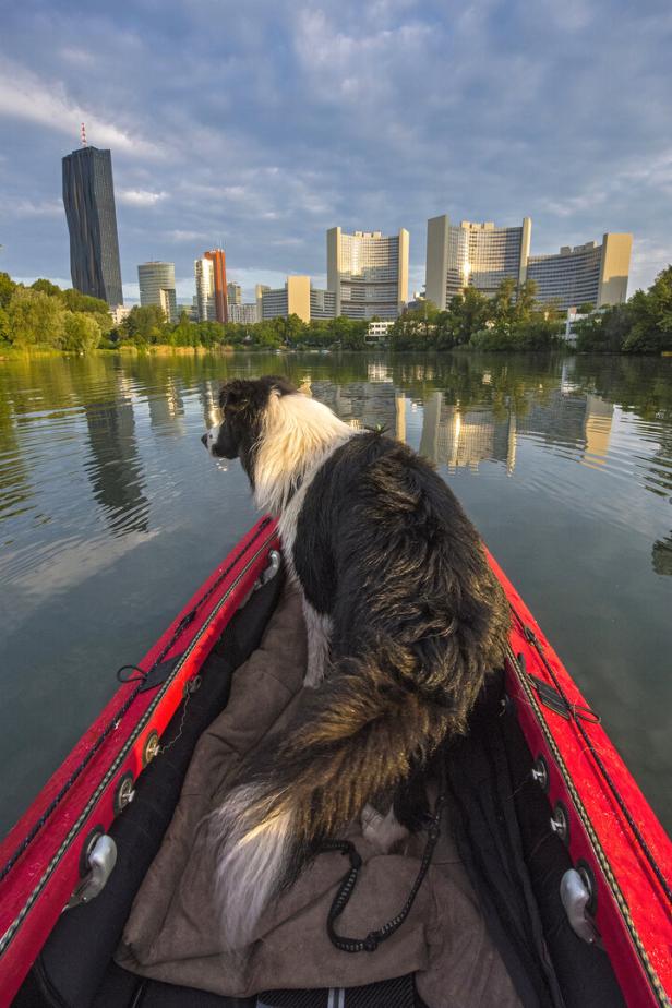 Ein Border Collie sitzt in einem roten Kanu auf einem See mit der Skyline von Wien im Hintergrund.