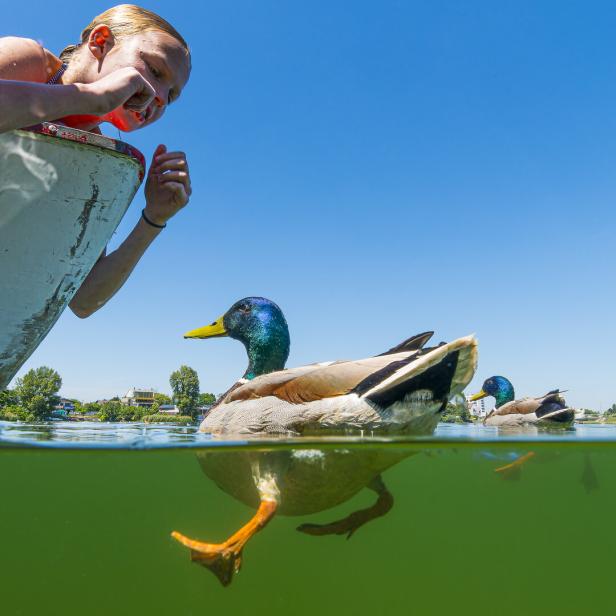 Ein Mädchen beugt sich aus einem Boot, um Enten im Wasser zu füttern.