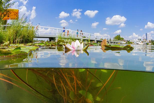 Eine Seerose blüht in der Alten Donau, während Menschen eine Brücke überqueren.