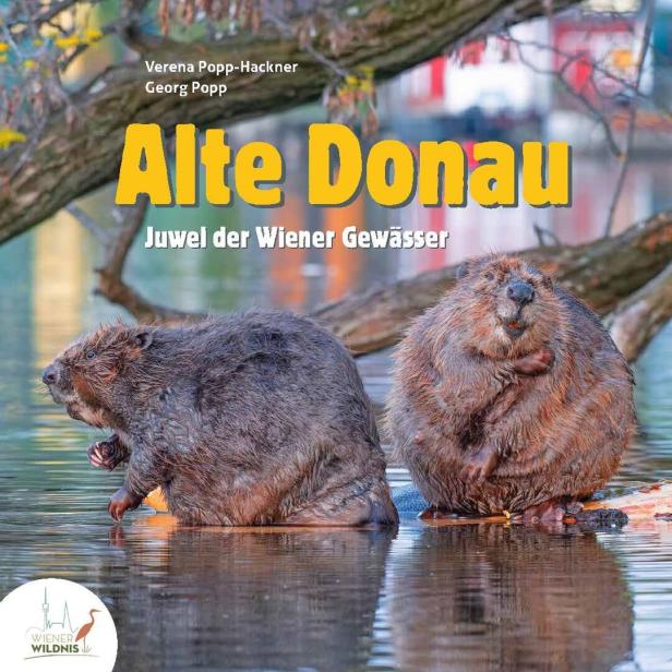 Zwei Biber sitzen im Wasser der Alten Donau.