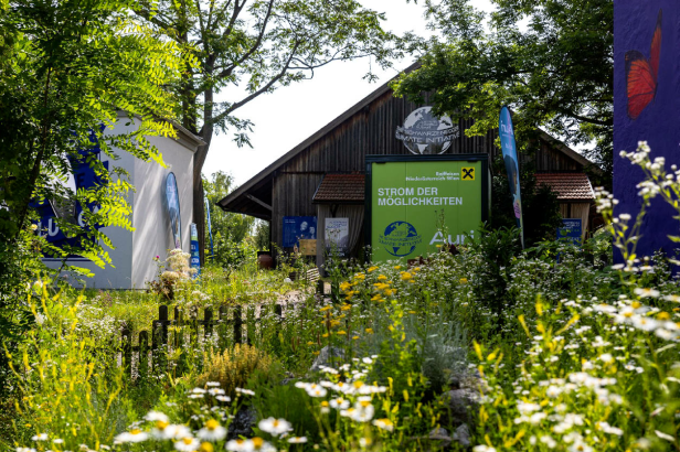 Energie von nebenan: Neuer Anbieter liefert günstigen Ökostrom aus Österreich