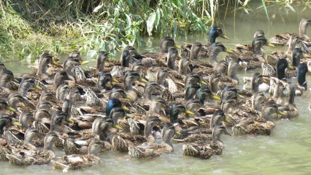 Hunderte illegal ausgesetzte junge Enten:  VGT erstattet Anzeige