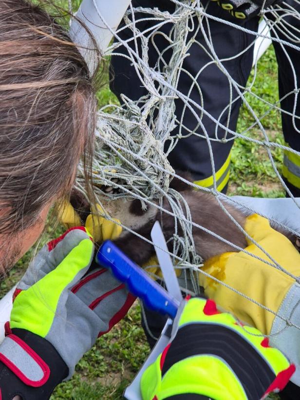 Feuerwehr rückte aus, um Marder aus misslicher Lage zu befreien