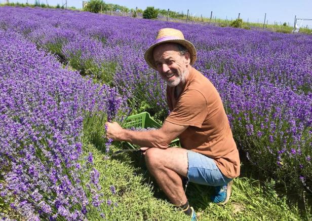 Lavendelanbau: Der Duft der Provence erobert Österreich