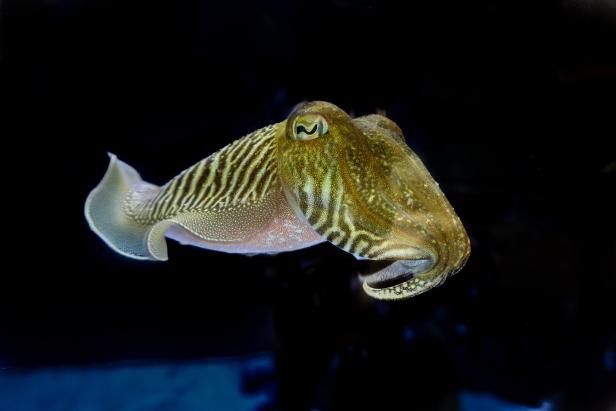 Unterwasseraufnahme von einem Tintenfisch