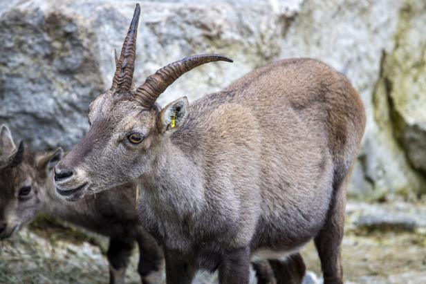 Steinbock im Steinbockzentrum in St. Leonhard