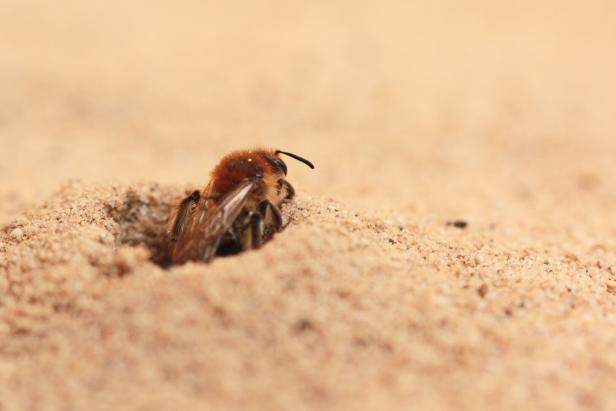 Der Wildbienen-Experte verrät: So bietet man den Tieren Nahrung und Lebensraum