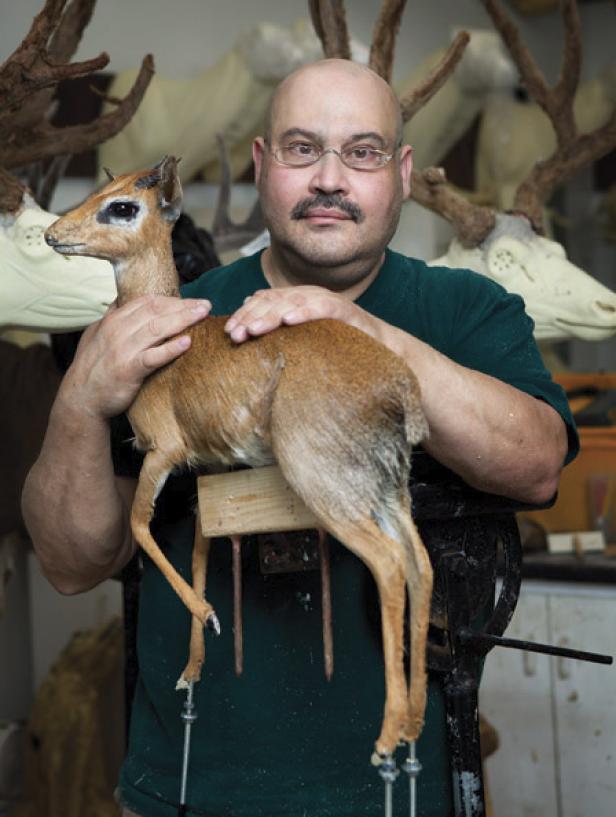 Ein Mann hält eine präparierte Dikdik-Antilope in seinen Händen.