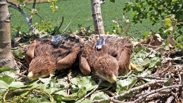 Die Tiere mit ihren solarbetriebenen Sendern Kaiseradler schickt "SMS" von seiner Reise