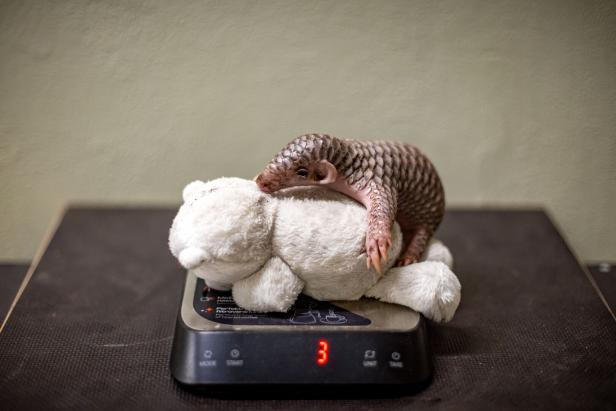 Pangolin in Prager Zoo: Bedrohtes Chinesisches Schuppentier geboren