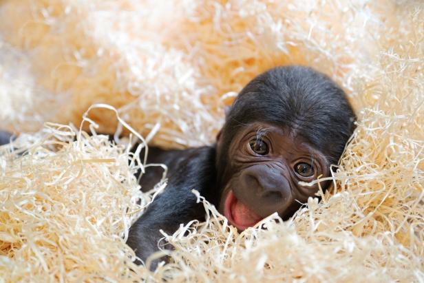 Erstes Gorillababy im Zoo Schmiding: Schwerer Start ins Leben