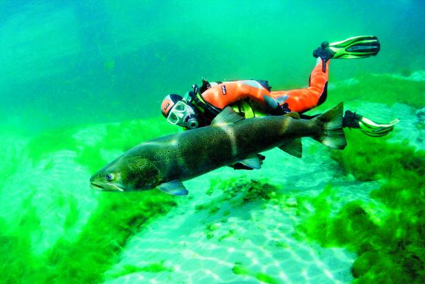 Ein kapitaler Huchen schwimmt vor einem Taucher in der kristallklaren Traun.