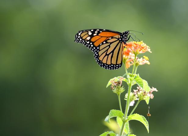 Close-up focused shot of a monarch butterfly on a flower