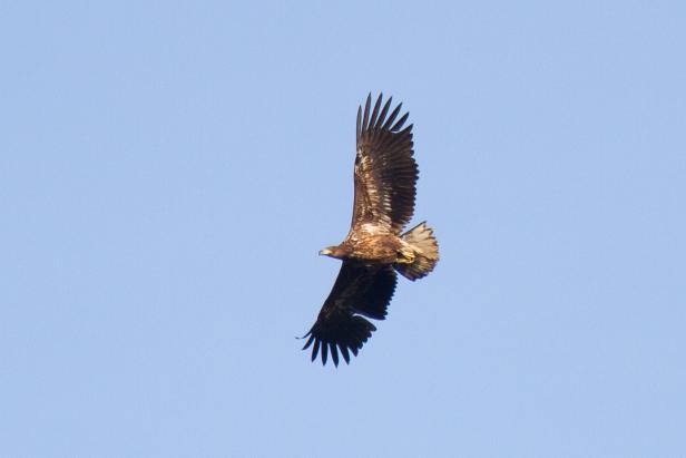 Erstmals erfolgreiche Seeadlerbrut im Nationalpark Thayatal