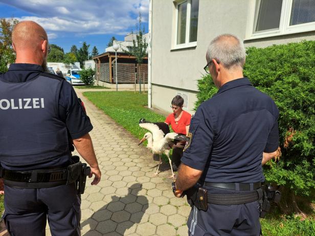 Mission Storch: Flügellahmes Tier in Neunkirchen gerettet