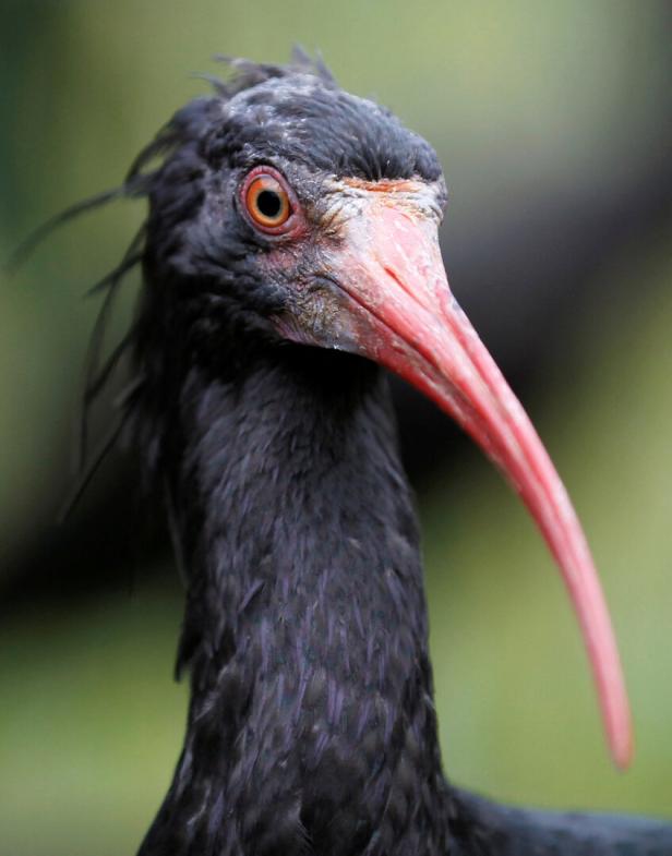 Dr. Graugans und Mag. Waldrapp: Was Menschen von Vögeln lernen können