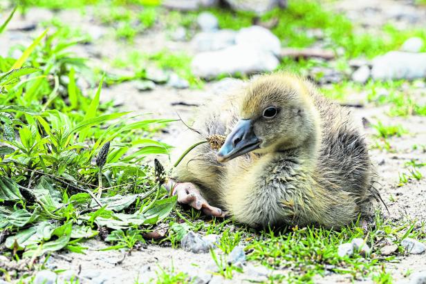 Dr. Graugans und Mag. Waldrapp: Was Menschen von Vögeln lernen können