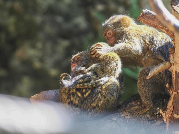 Doppelter Nachwuchs bei kleinster Affenart der Welt im Zoo Salzburg